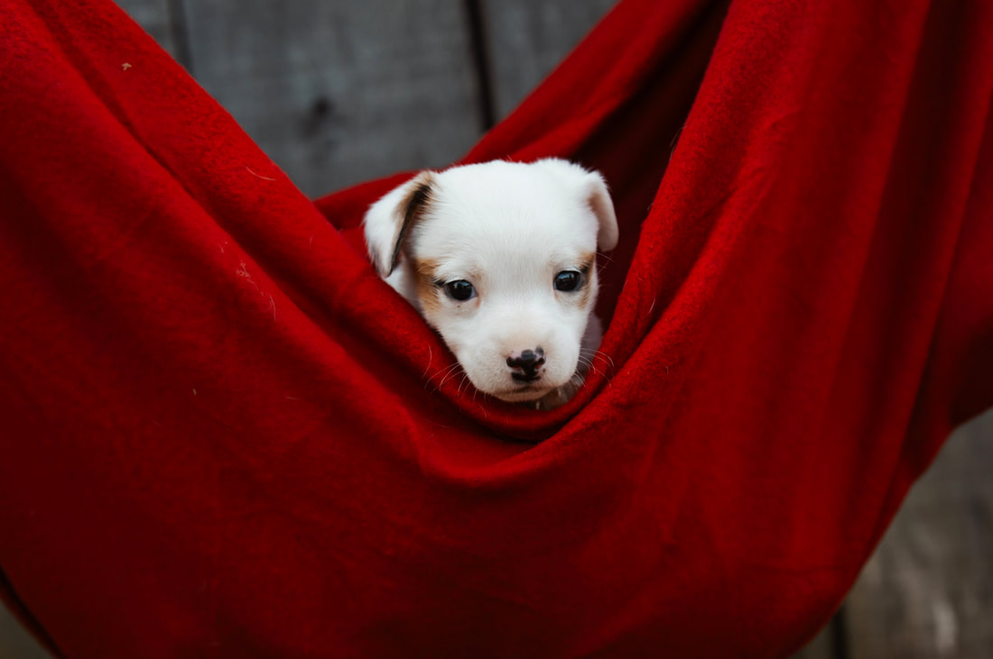 Shorty Jack Russell Terriers Need A Hand Horse Training